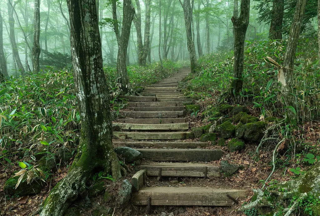 Wooden steps climbing a misty forest trail between moss-covered trees